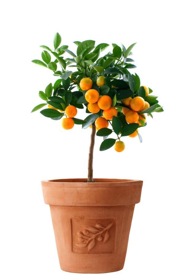 Orange Tree Garden Apartment Трогир Екстериор снимка